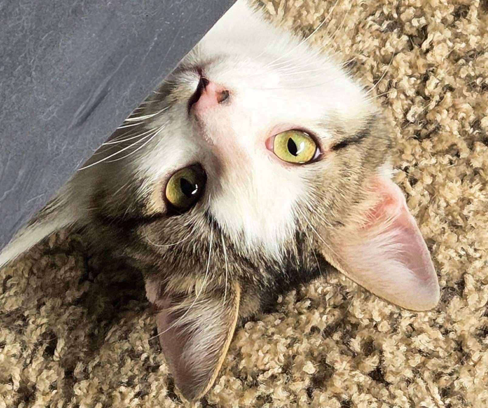 Dozer, a Adoptable Domestic Short Hair in Sioux Falls, SD image 1/5