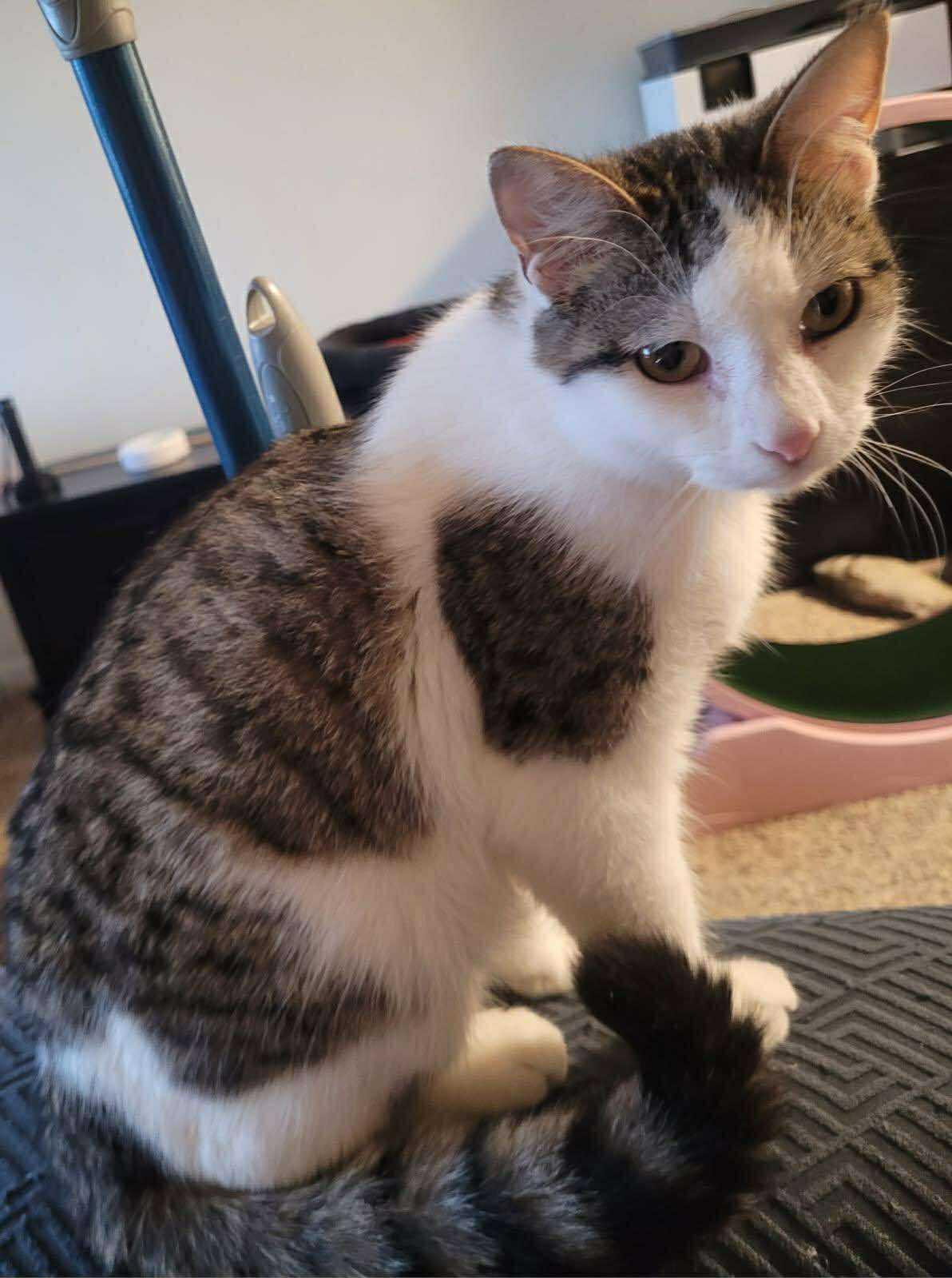 Dozer, a Adoptable Domestic Short Hair in Sioux Falls, SD image 3/5