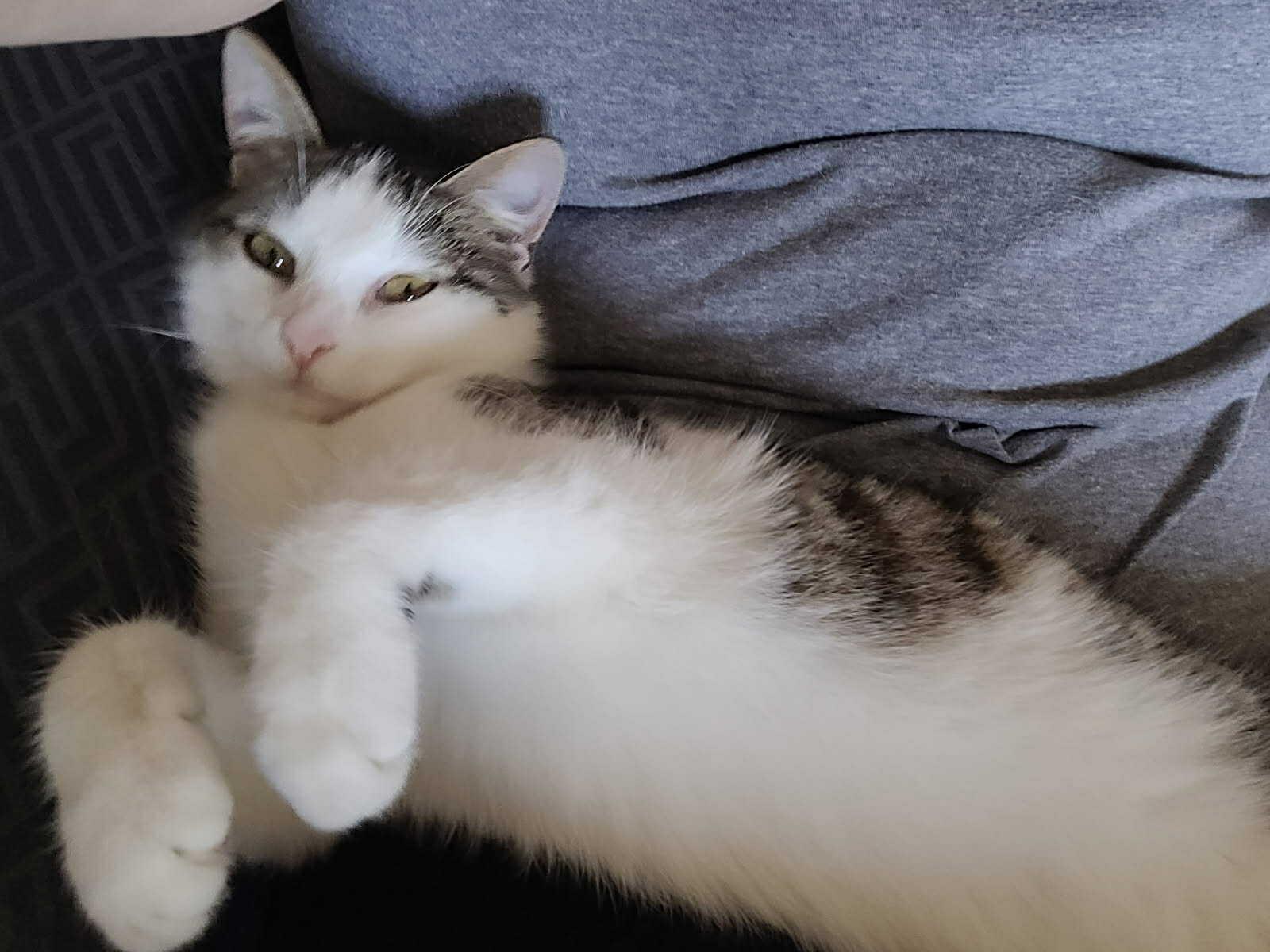 Dozer, a Adoptable Domestic Short Hair in Sioux Falls, SD image 2/5