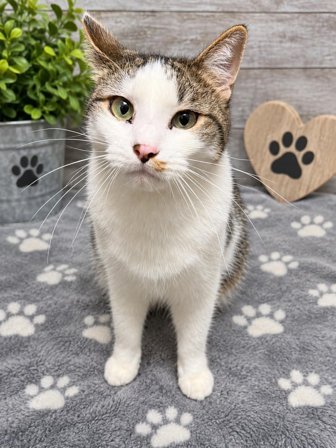 Enlarge Dozer, a Adoptable Domestic Short Hair in Sioux Falls, SD image 1/5