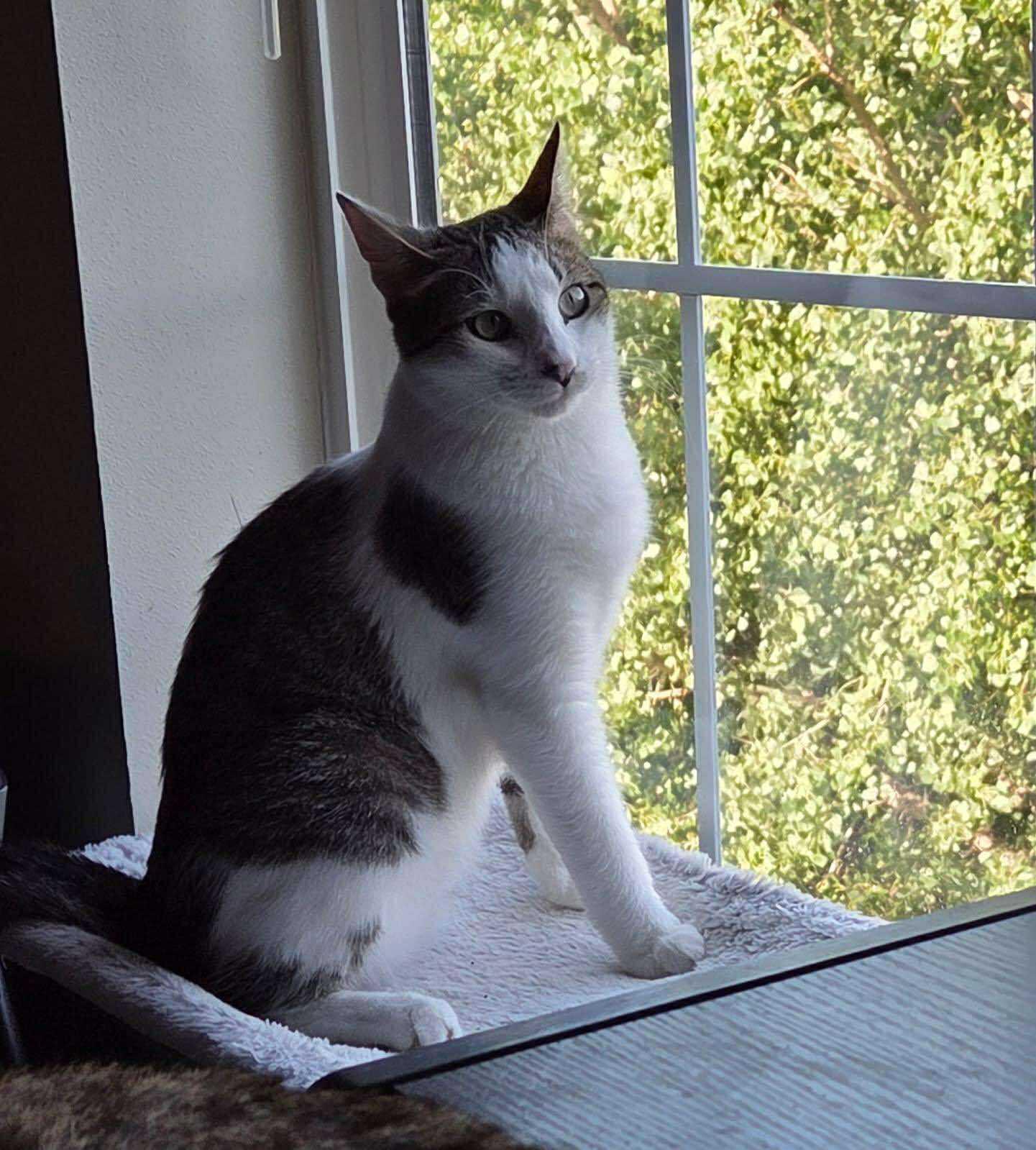 Dozer, a Adoptable Domestic Short Hair in Sioux Falls, SD image 5/5