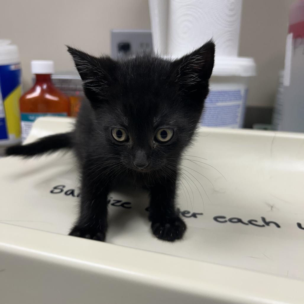 Maya, Adoptable, Kitten Female Domestic Short Hair.