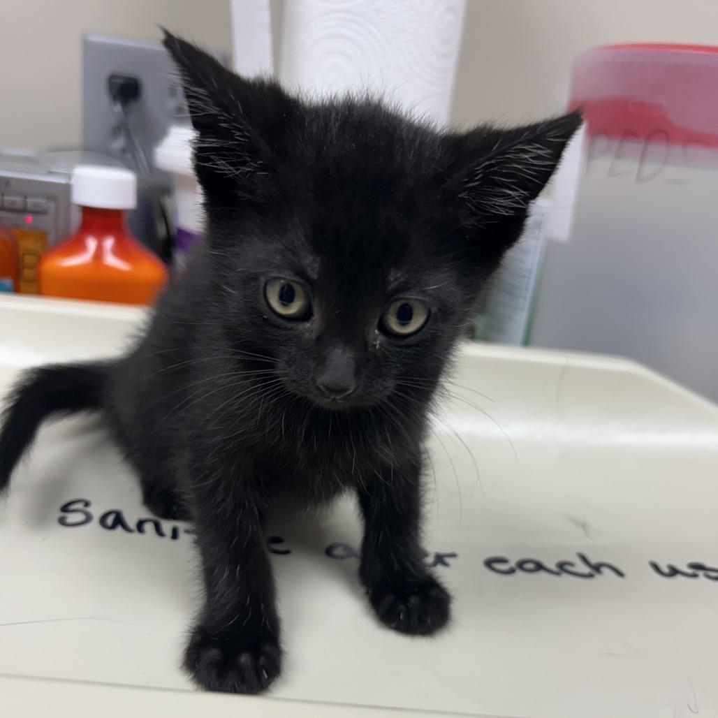Enlarge Maya, a Adoptable Domestic Short Hair in Norfolk, NE image 2/2