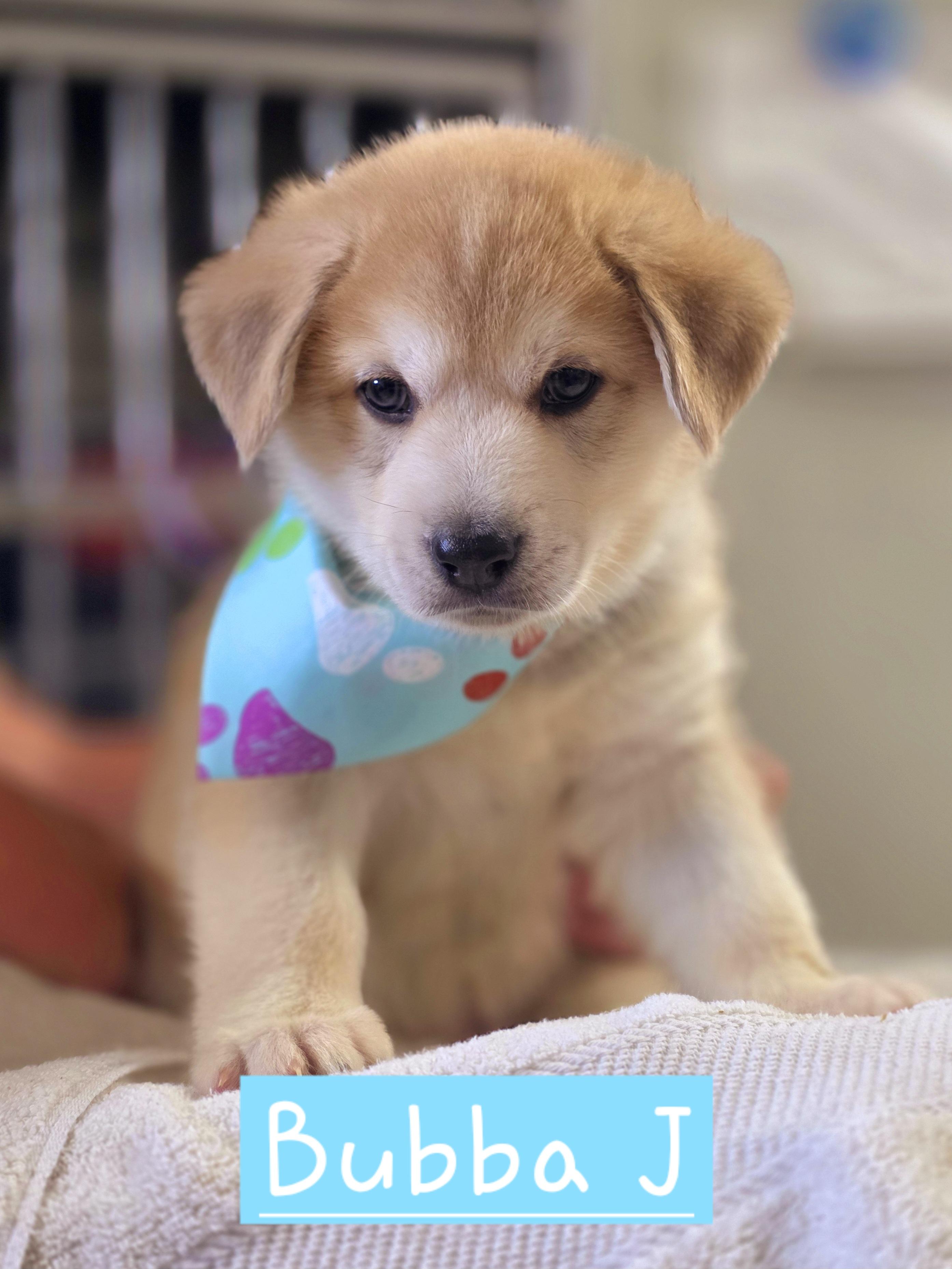 Bubba J, adopted, Puppy Male Siberian Husky & German Shepherd Dog.