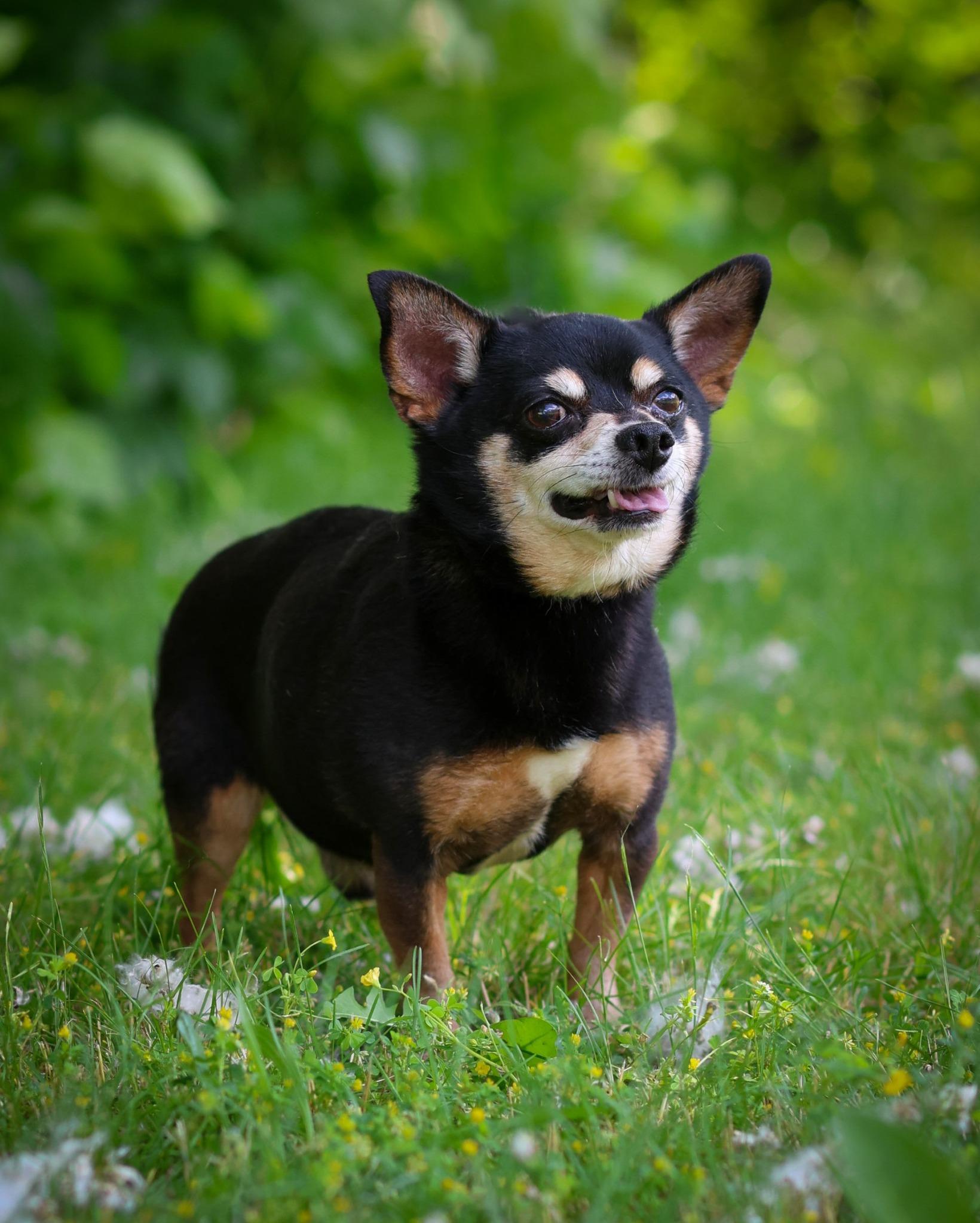 Enlarge Schubert, a ADOPTABLE mixed breed in Bridgeport, CT image 1/1