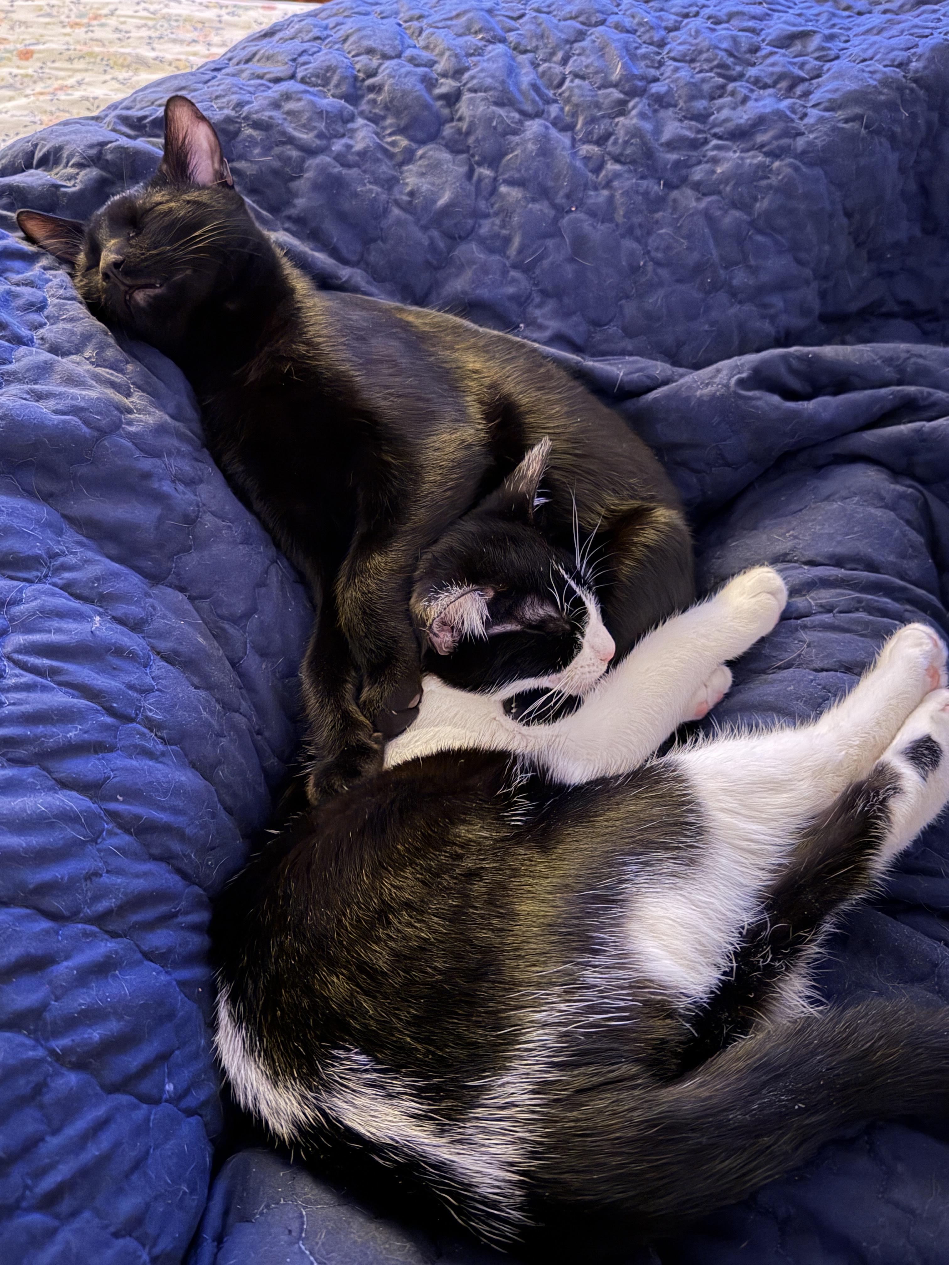 Enlarge Snoop and Dre, a ADOPTABLE Domestic Short Hair in Granby, CT image 4/4