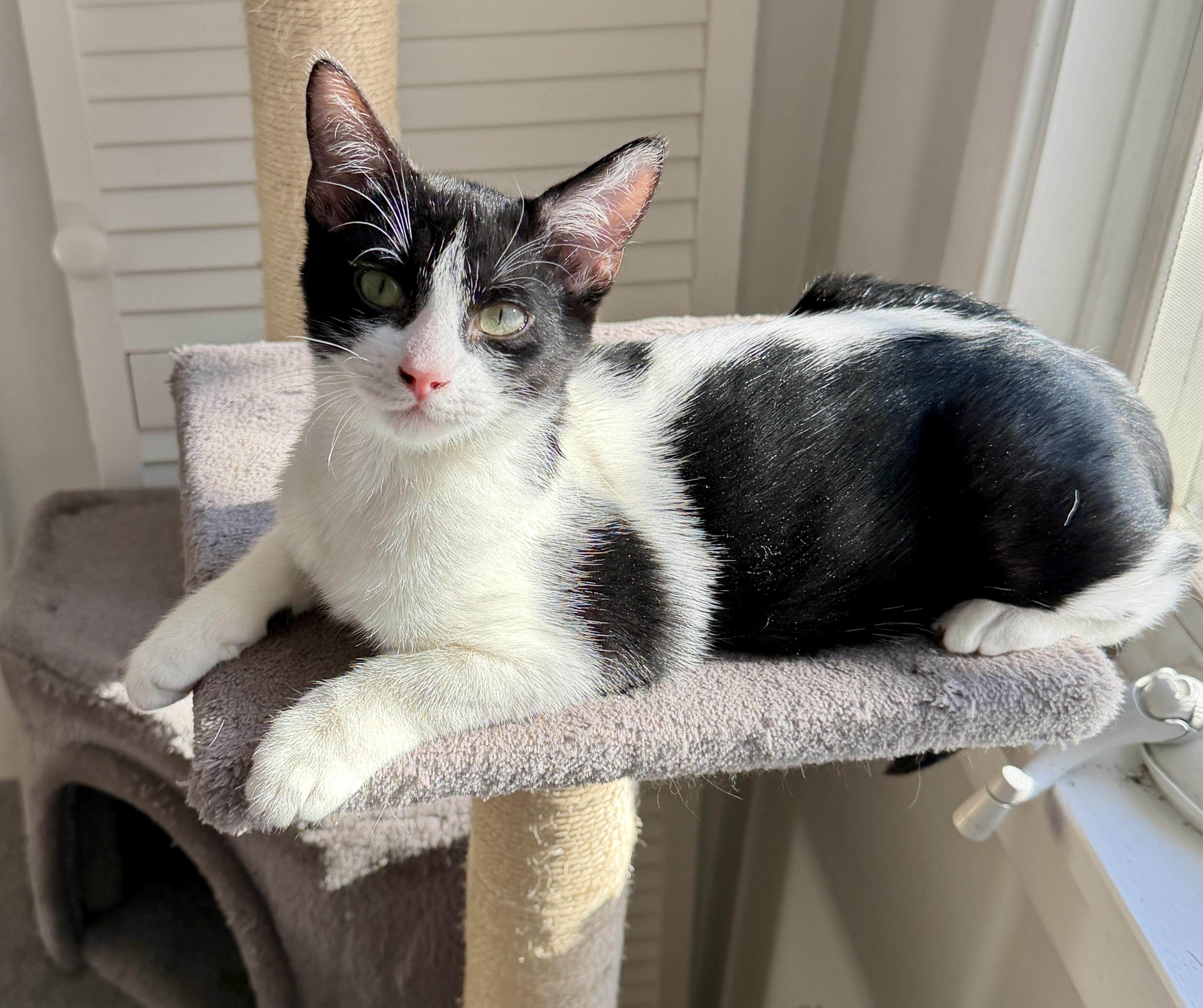 Enlarge Snoop and Dre, a ADOPTABLE Domestic Short Hair in Granby, CT image 2/4