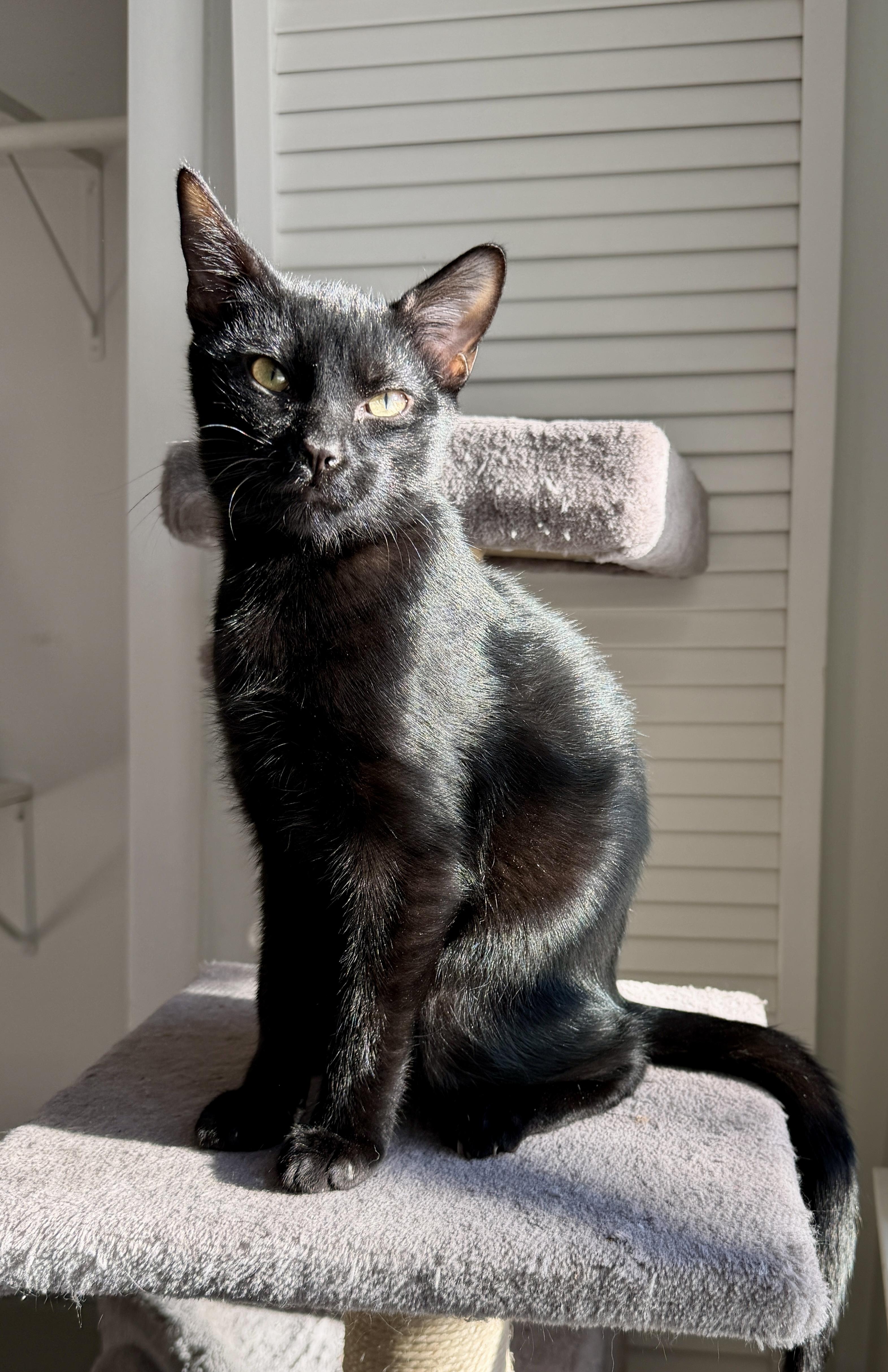 Enlarge Snoop and Dre, a ADOPTABLE Domestic Short Hair in Granby, CT image 3/4