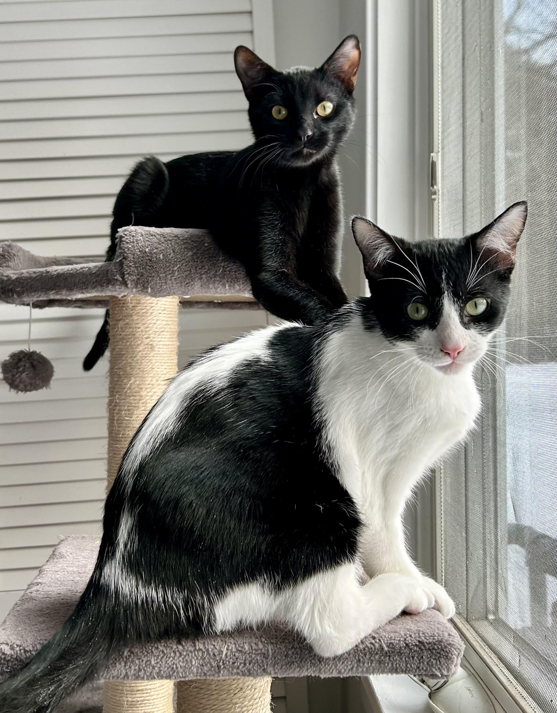 Snoop and Dre, ADOPTABLE, Young Male Domestic Short Hair.