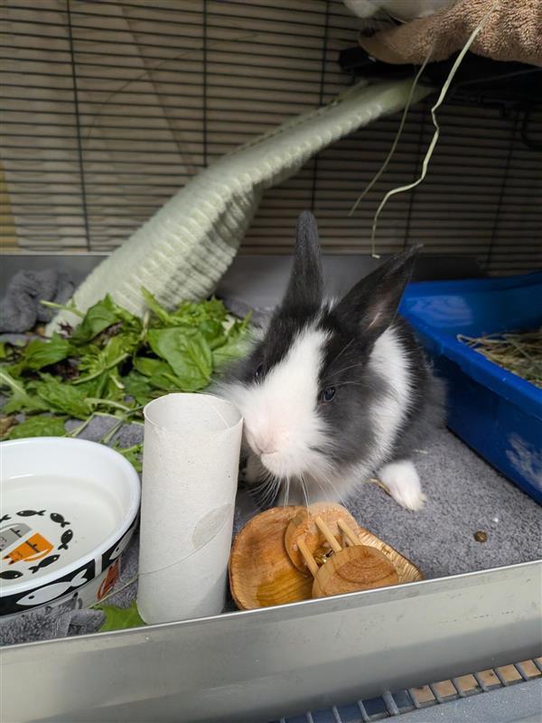 Buzz Lightyear, Adopted, Young Female Bunny Rabbit.