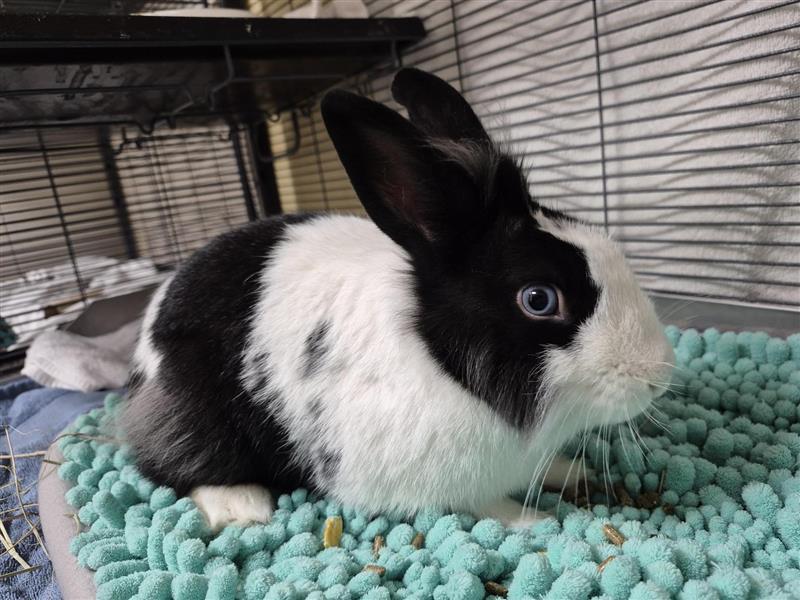 Buzz Lightyear, a Adopted Bunny Rabbit in Elk Grove, CA image 2/3