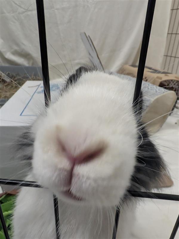 Buzz Lightyear, a Adopted Bunny Rabbit in Elk Grove, CA image 3/3