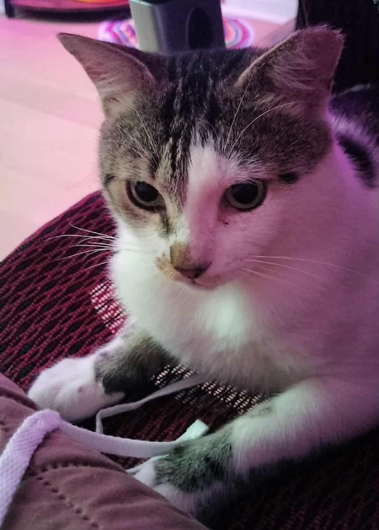 Enlarge Toonces, a Adoptable Domestic Short Hair in New York , NY image 6/6