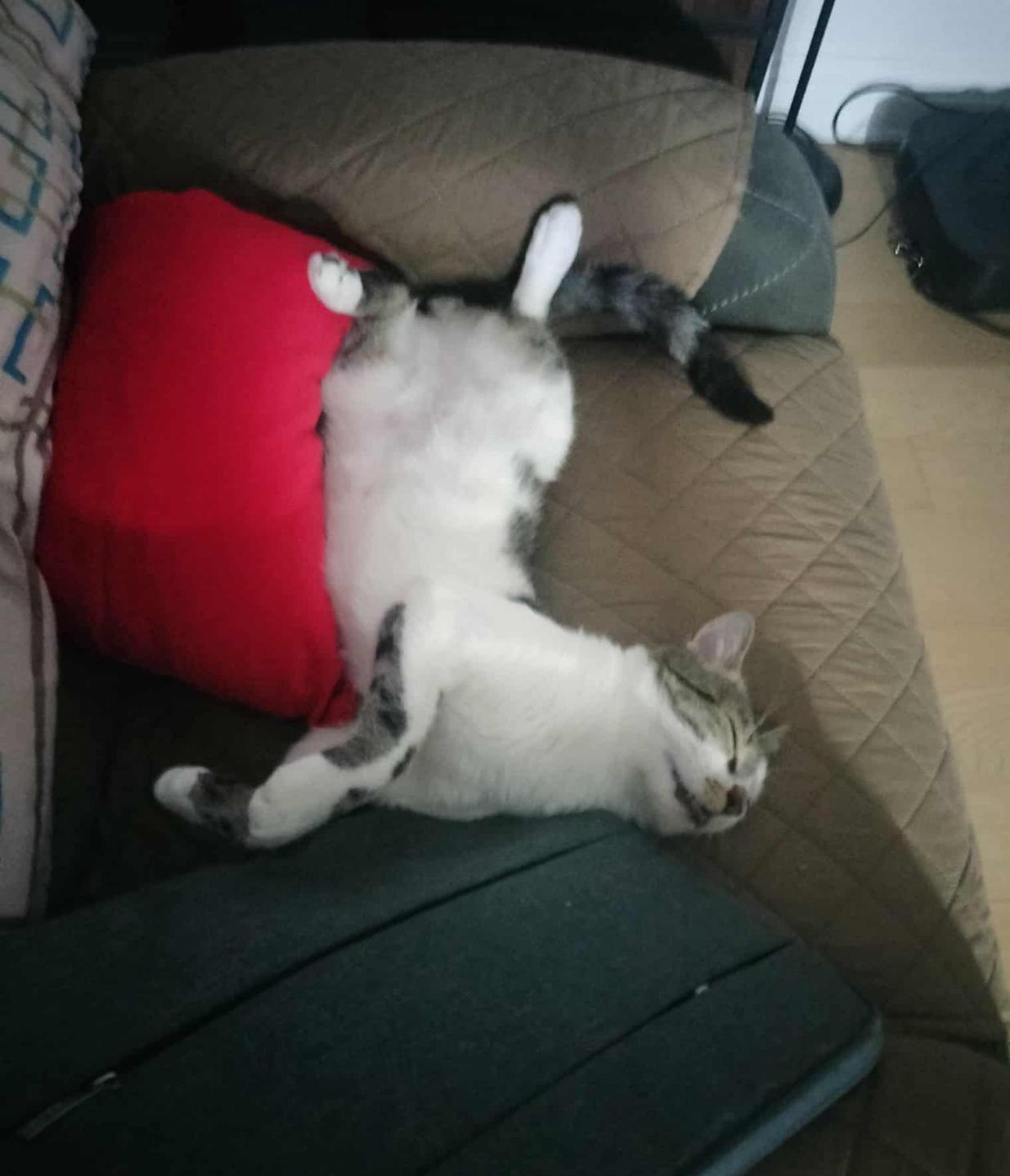 Enlarge Toonces, a Adoptable Domestic Short Hair in New York , NY image 5/6