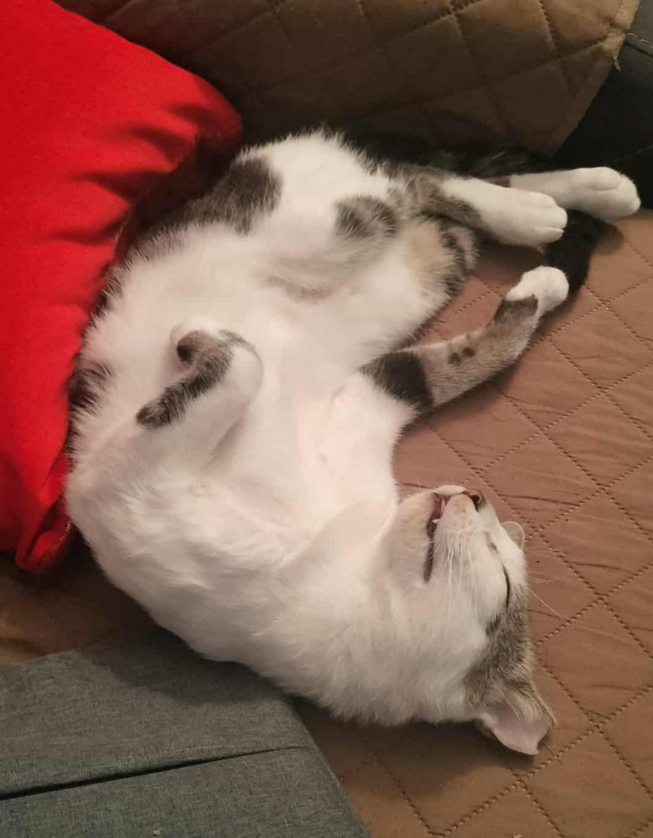 Enlarge Toonces, a Adoptable Domestic Short Hair in New York , NY image 4/6