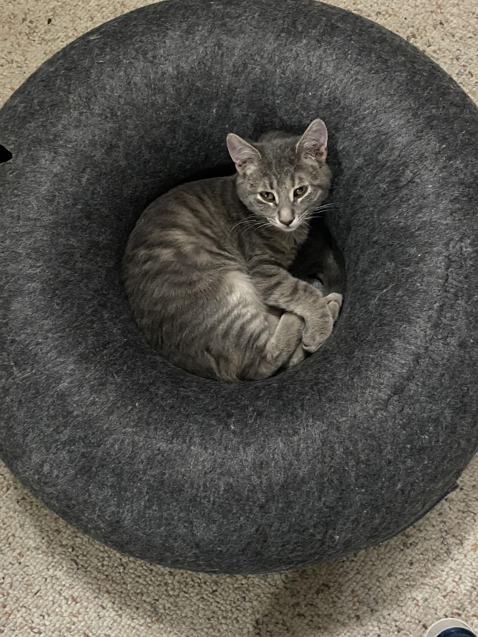 Lothlorien, Adopted, Young Female Domestic Medium Hair.