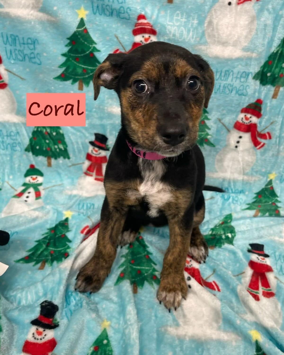 Coral, Adoptable, Puppy Female Mixed Breed.
