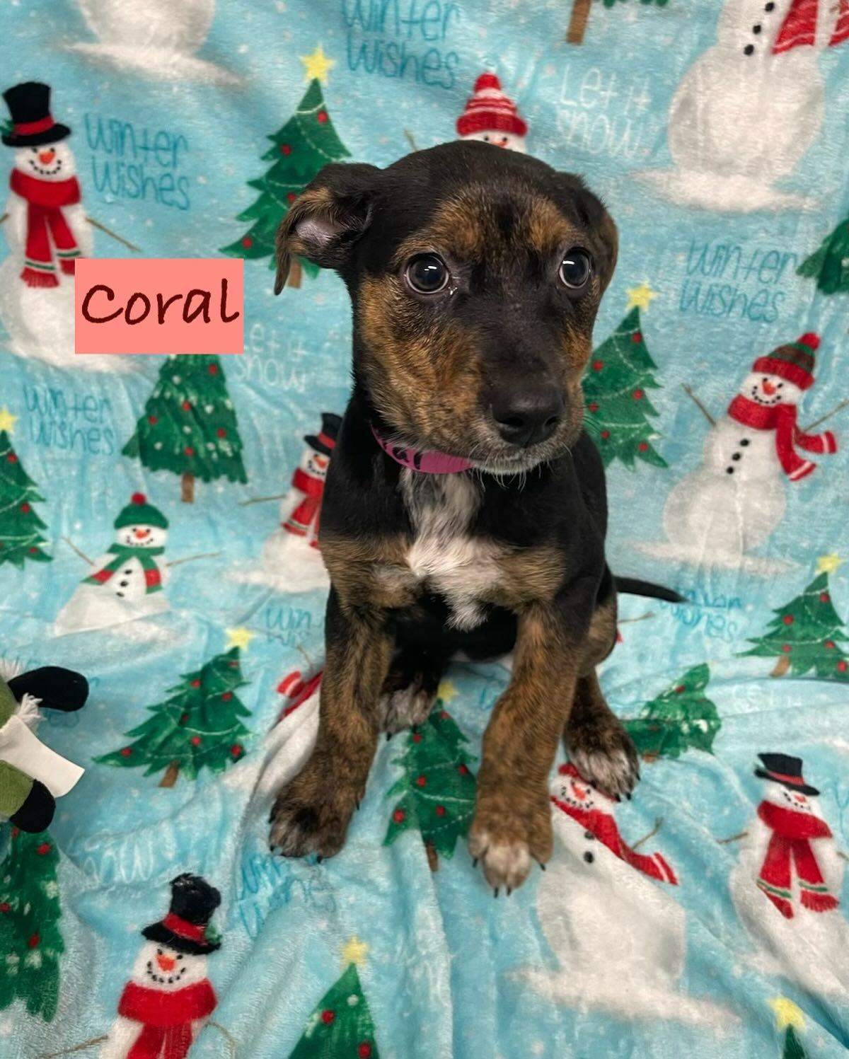 Enlarge Coral, a Adoptable Mixed Breed in Rock Hill, NY image 2/2