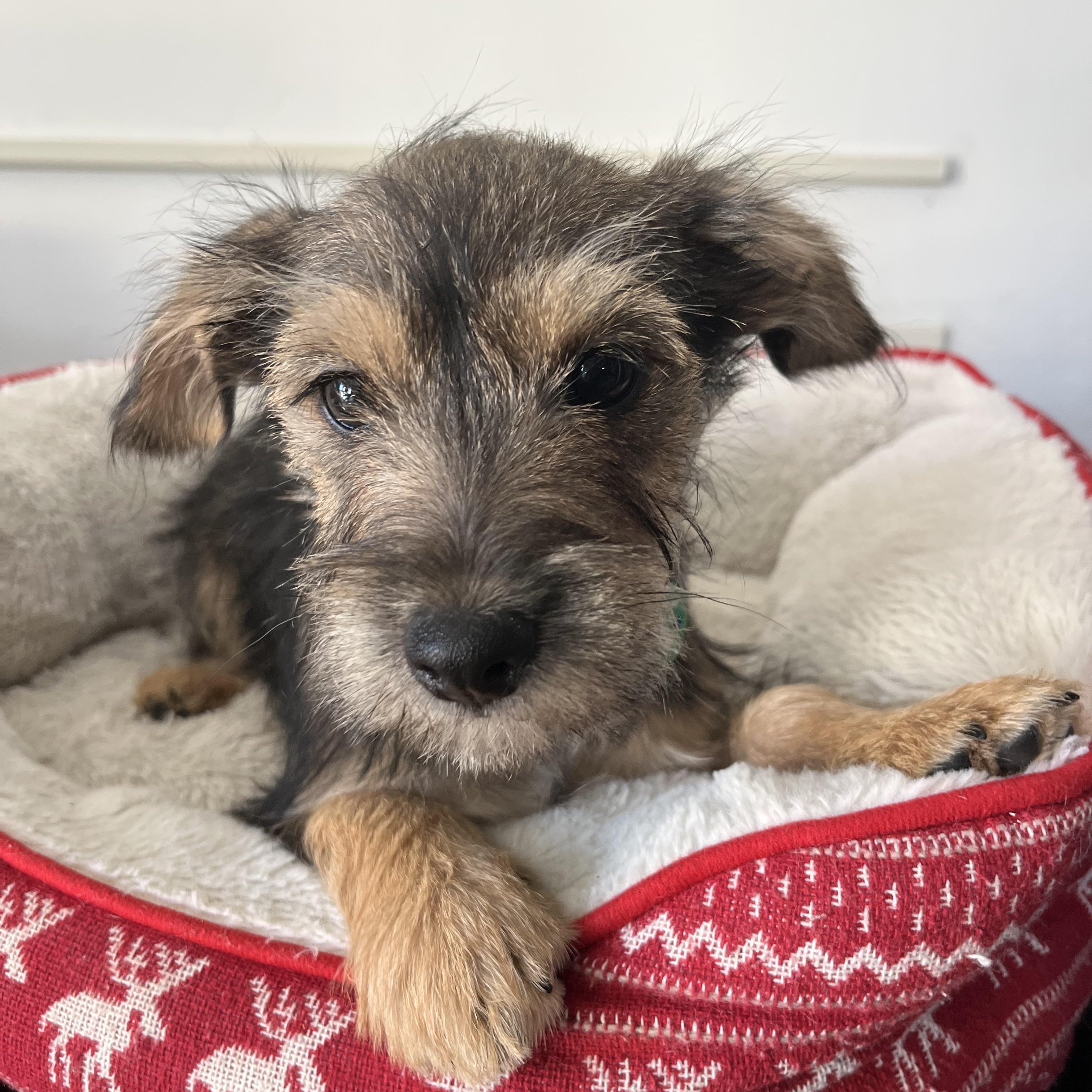 Enlarge Romeo , a ADOPTABLE mixed breed in Poway, CA image 1/4