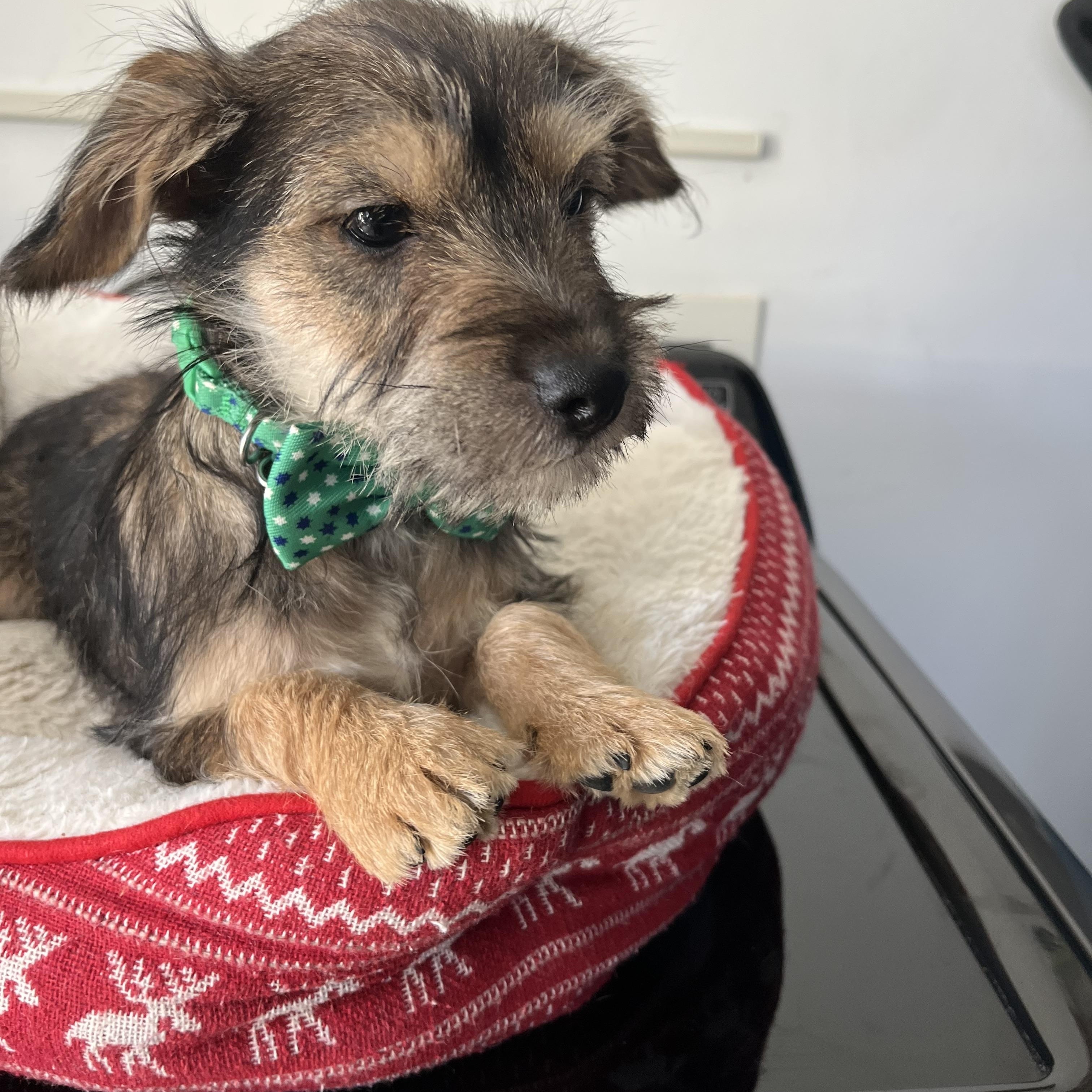 Enlarge Romeo , a ADOPTABLE mixed breed in Poway, CA image 3/4