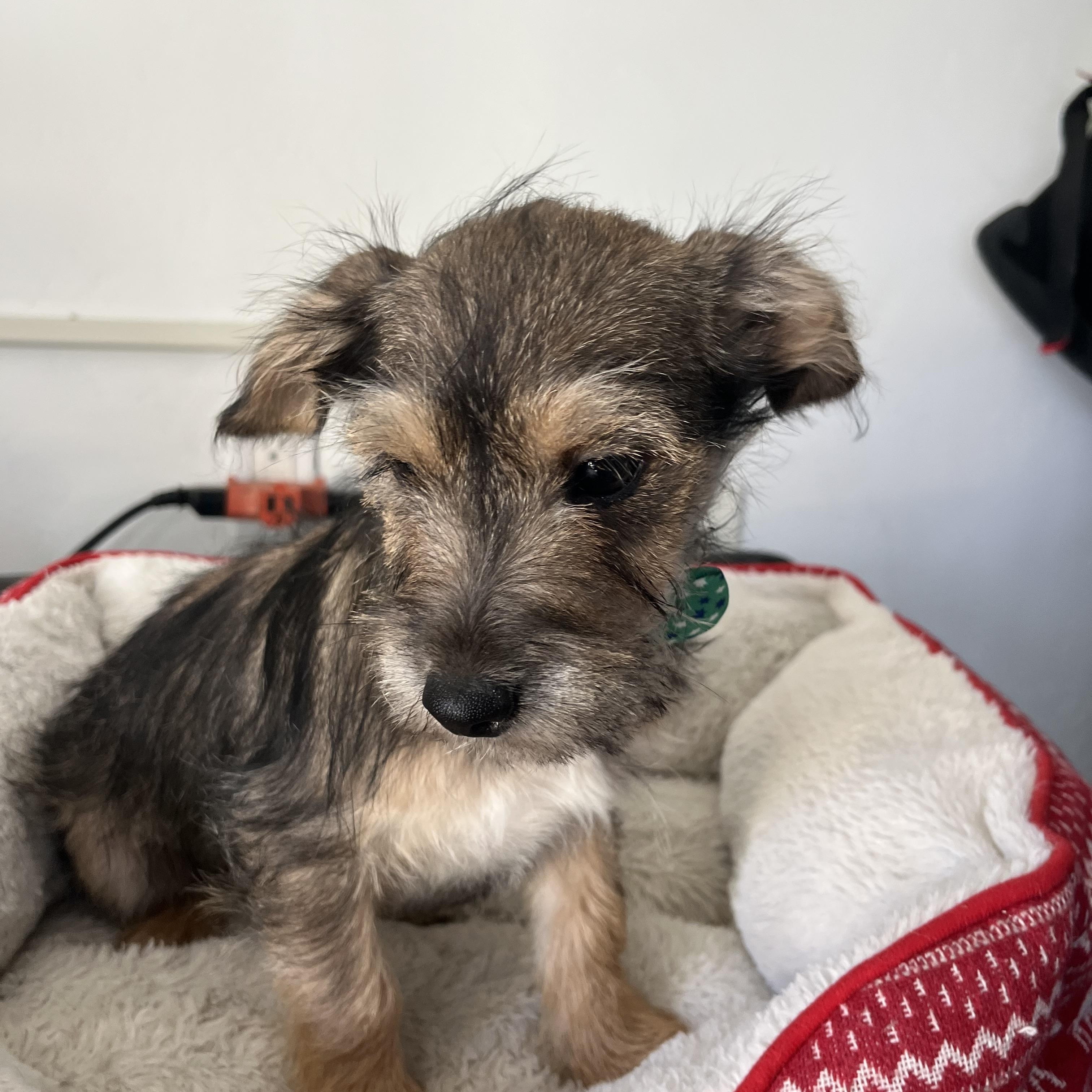 Enlarge Romeo , a ADOPTABLE mixed breed in Poway, CA image 2/4