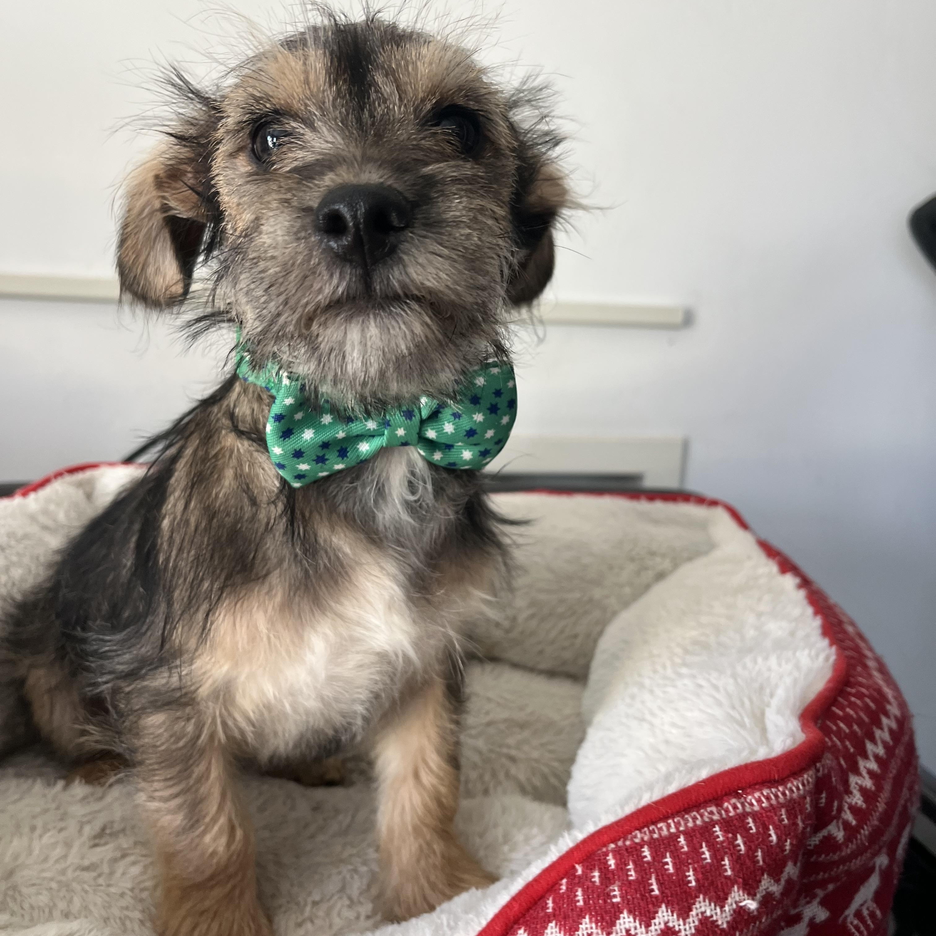 Enlarge Romeo , a ADOPTABLE mixed breed in Poway, CA image 4/4