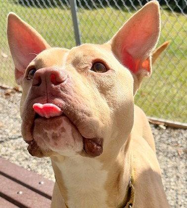 Carrie, Adoptable, Adult Female American Staffordshire Terrier & Terrier.