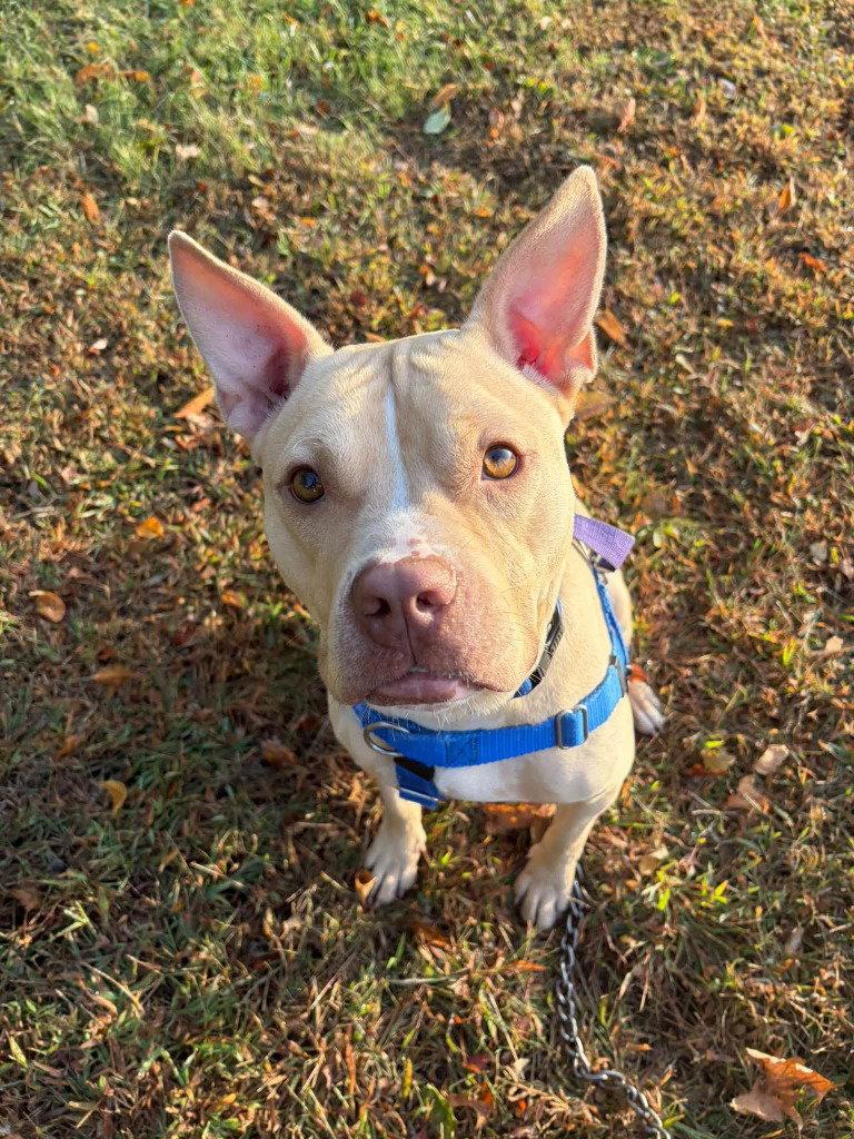 Enlarge Carrie, a Adoptable mixed breed in Sayreville, NJ image 2/3