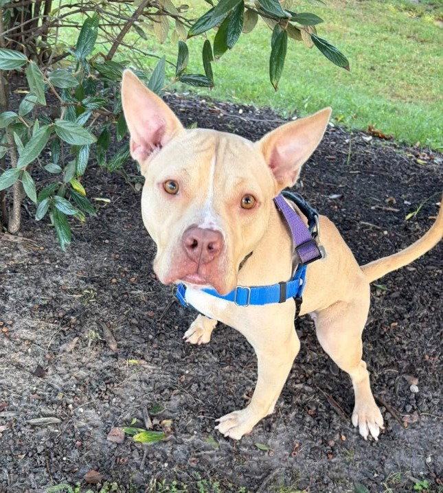 Enlarge Carrie, a Adoptable mixed breed in Sayreville, NJ image 3/3