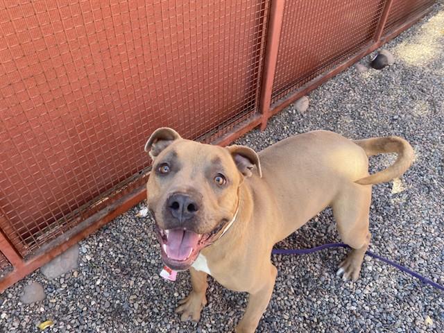 MEATBALL, Adoptable, Adult Male Pit Bull Terrier.