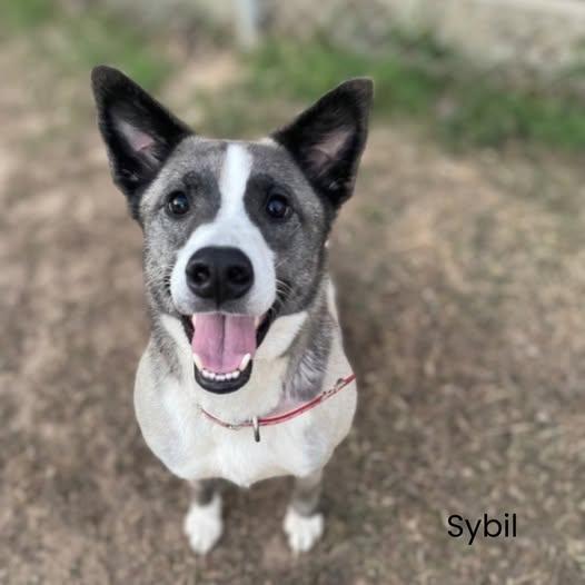 Sybil, ADOPTABLE, Adult Female Siberian Husky.