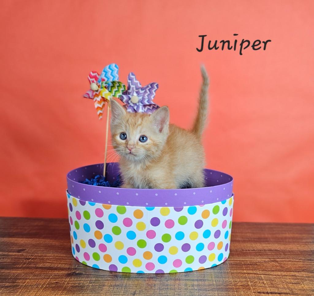 Juniper, Adoptable, Kitten Male Domestic Short Hair.