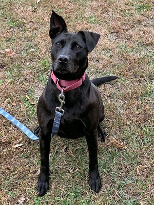 Enlarge Peaches II, a Adoptable mixed breed in Godfrey, IL image 2/5