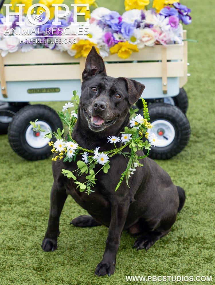 Enlarge Peaches II, a Adoptable mixed breed in Godfrey, IL image 4/5