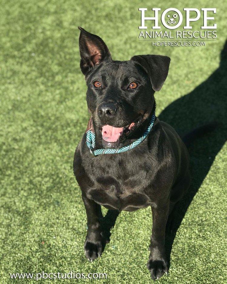 Enlarge Peaches II, a Adoptable mixed breed in Godfrey, IL image 5/5