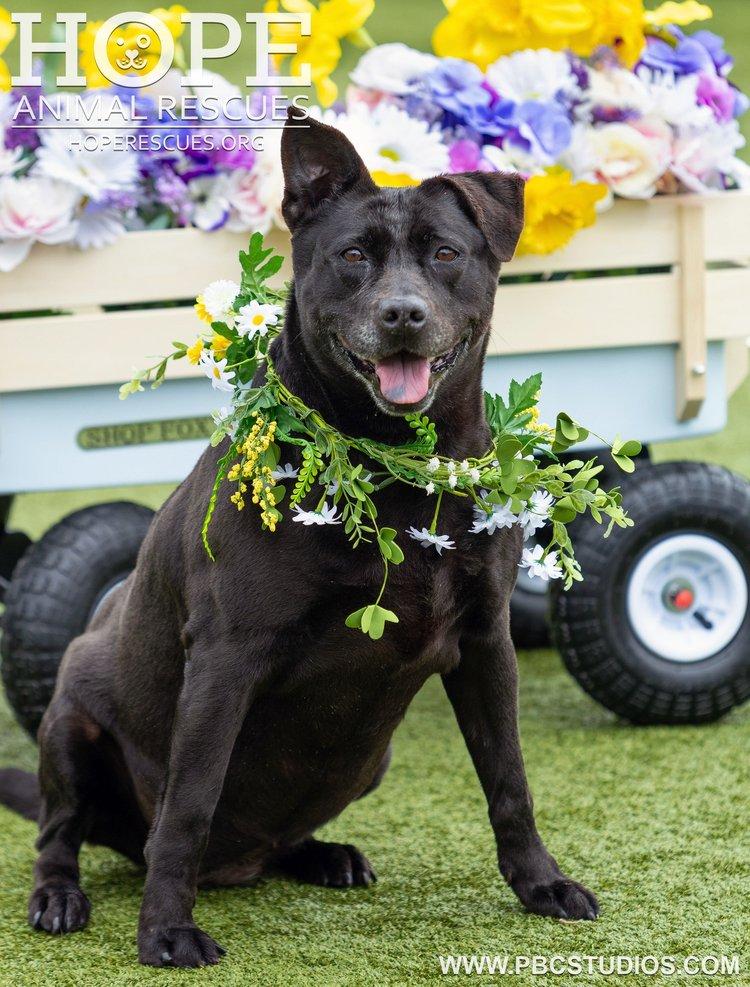 Peaches II, Adoptable, Adult Female Black Labrador Retriever.