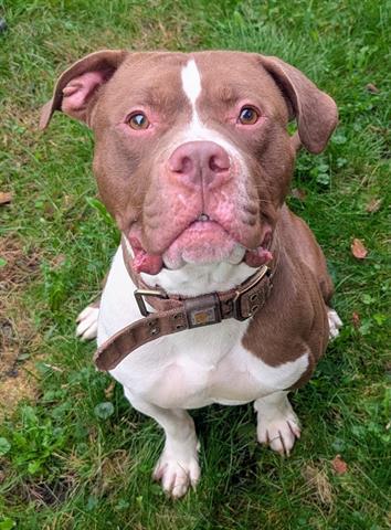 Enlarge DOZER, a Adoptable mixed breed in Akron, OH image 1/1
