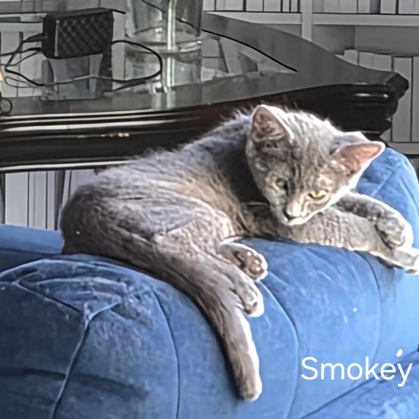 Smokey, Adoptable, Kitten Female Domestic Short Hair.