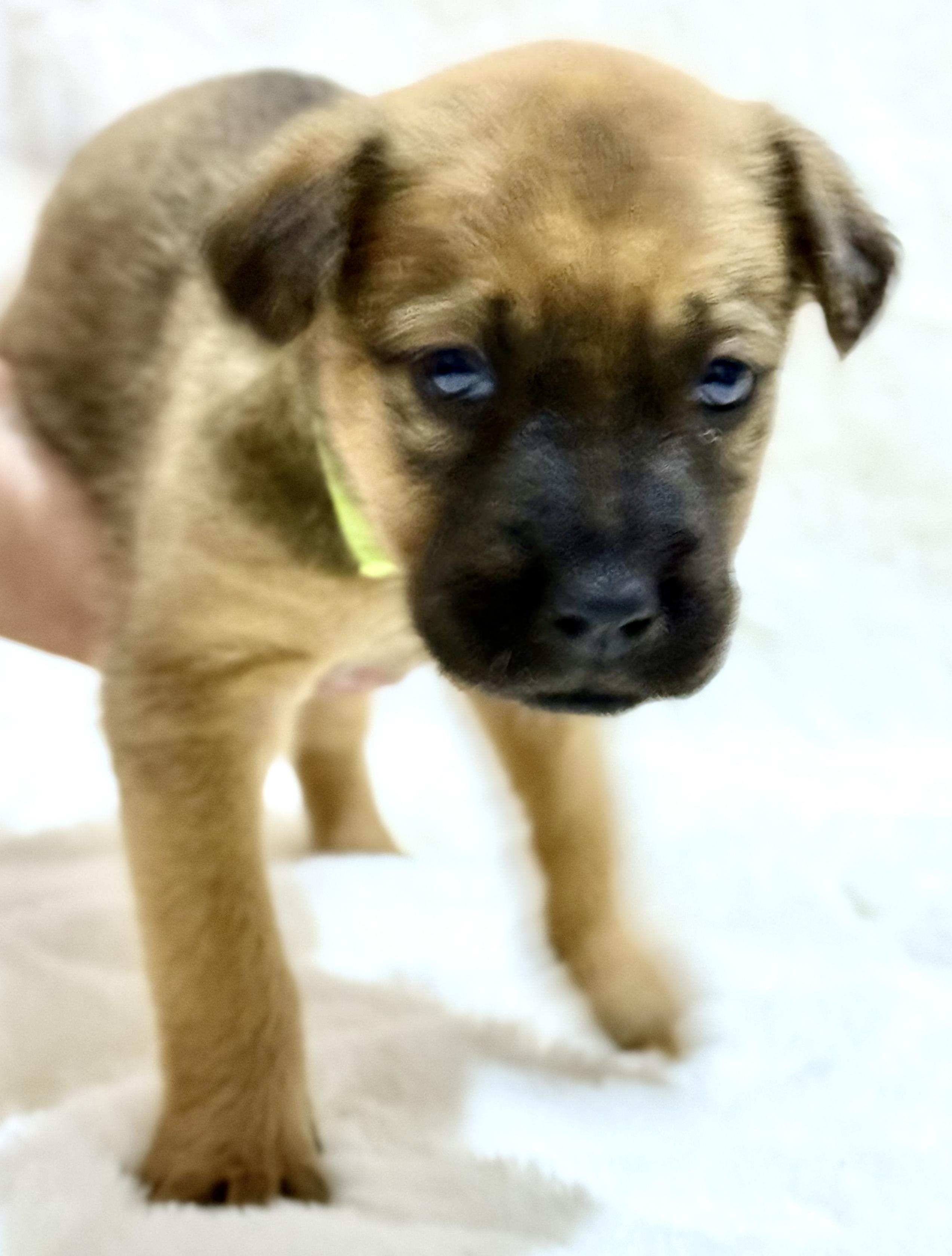 Cupid — thumbnail 2