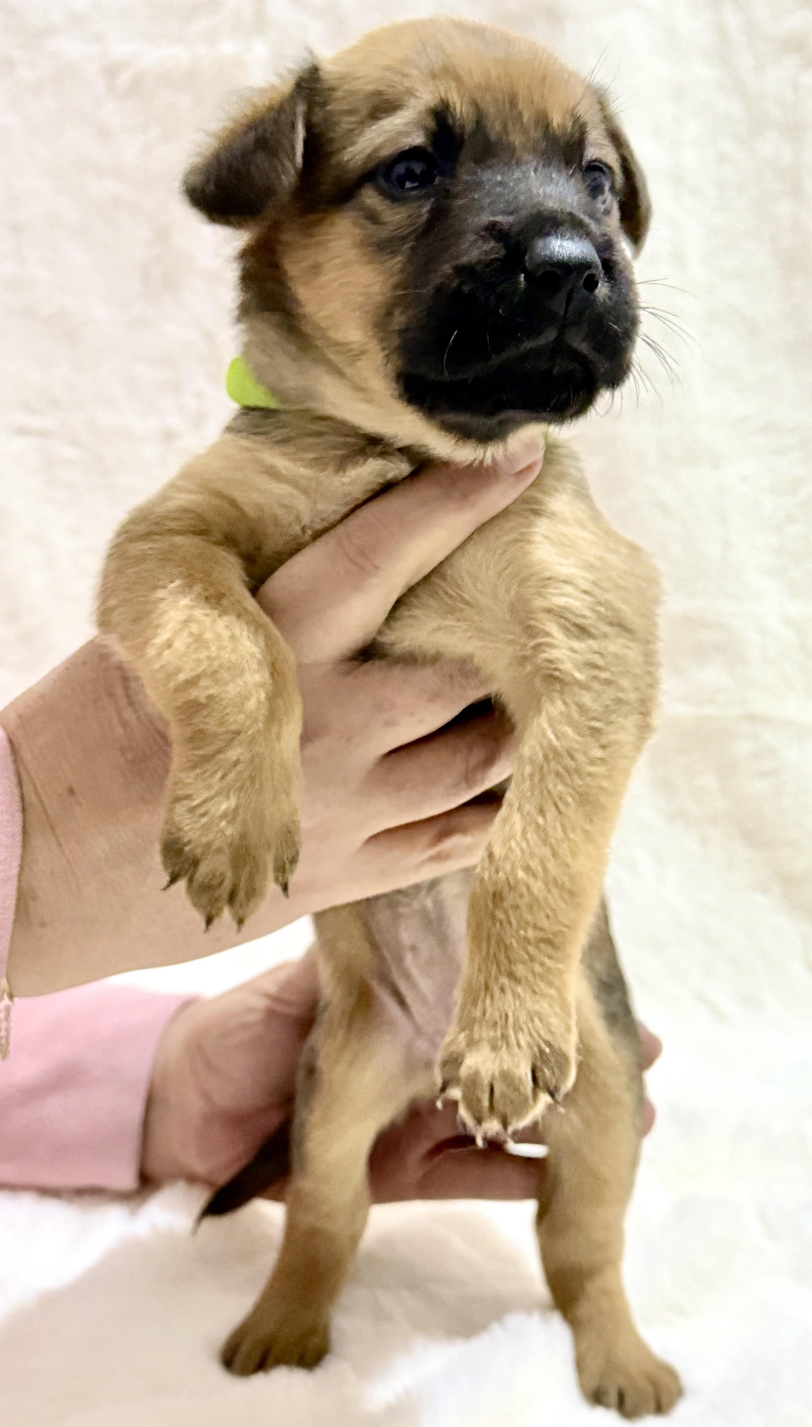 Cupid — thumbnail 3