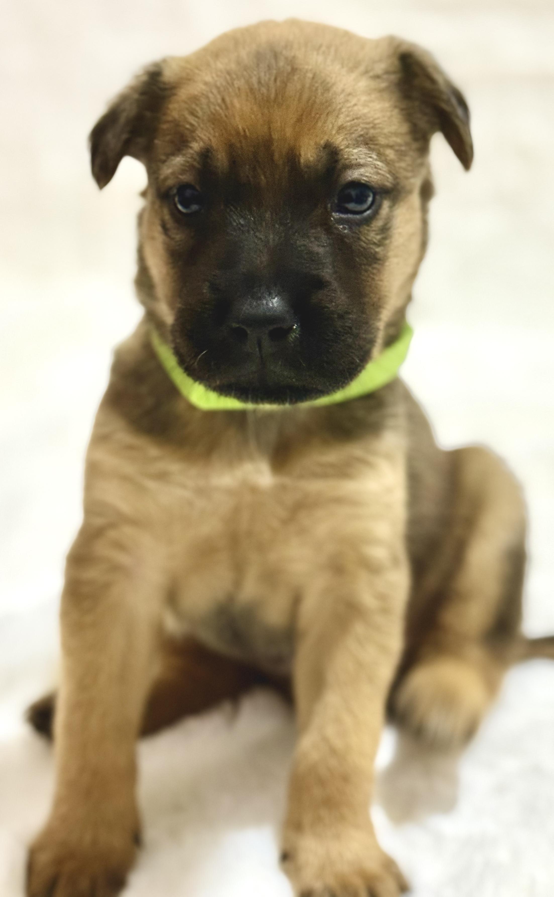 Cupid — thumbnail 4