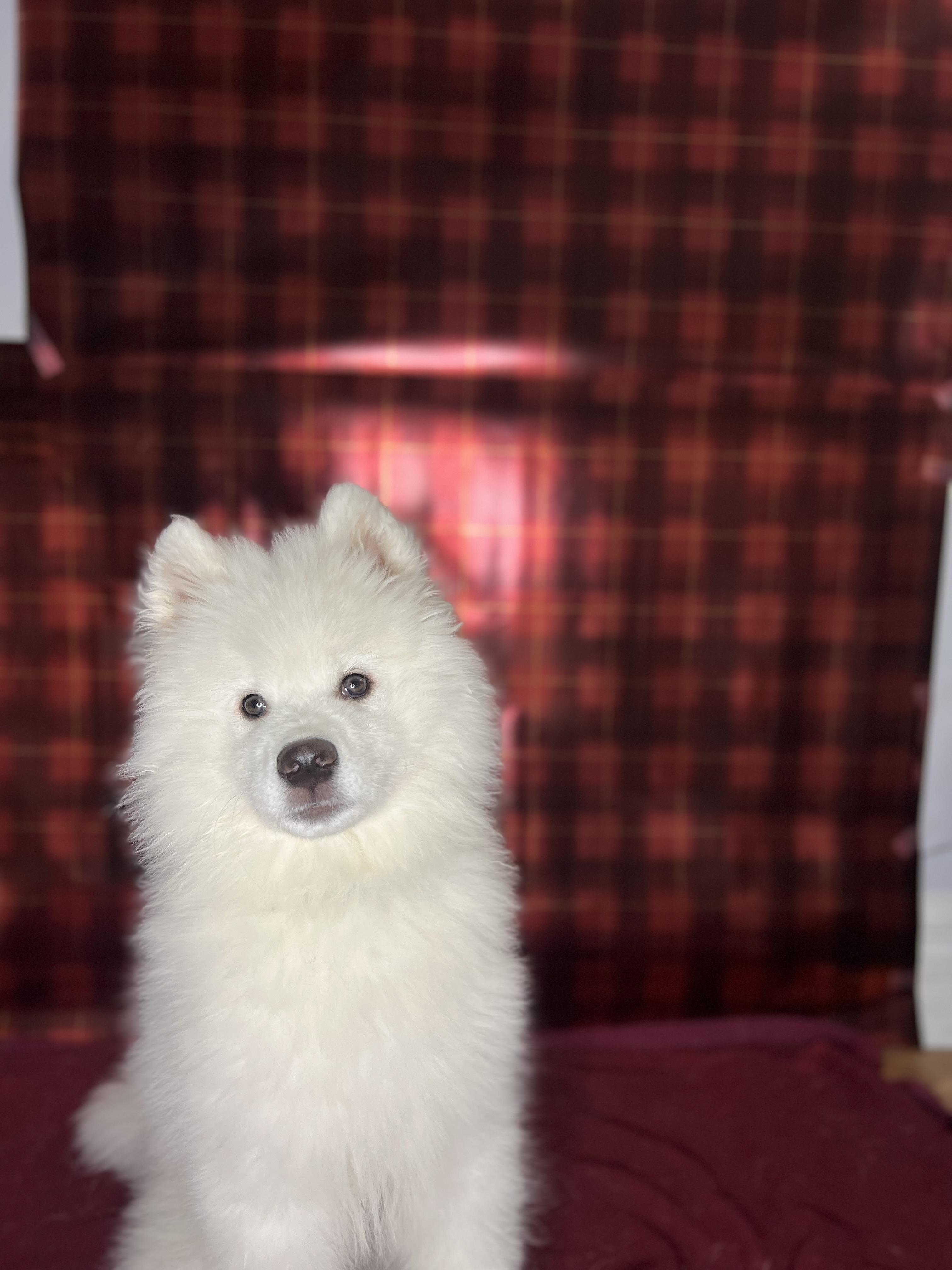 Alfredo, ADOPTABLE, Puppy Male Samoyed.