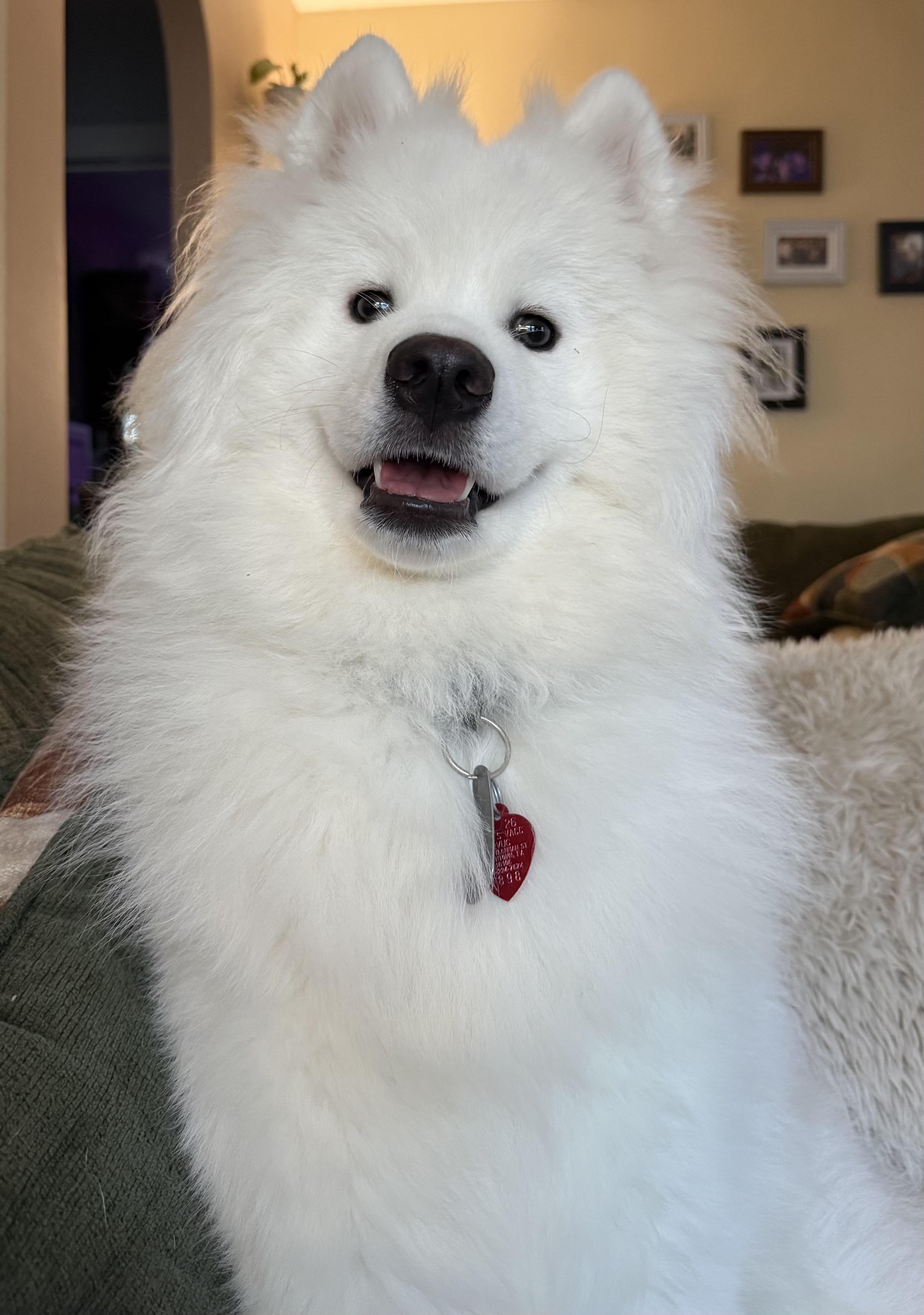 Alfredo, adoptable, Young Male Samoyed.