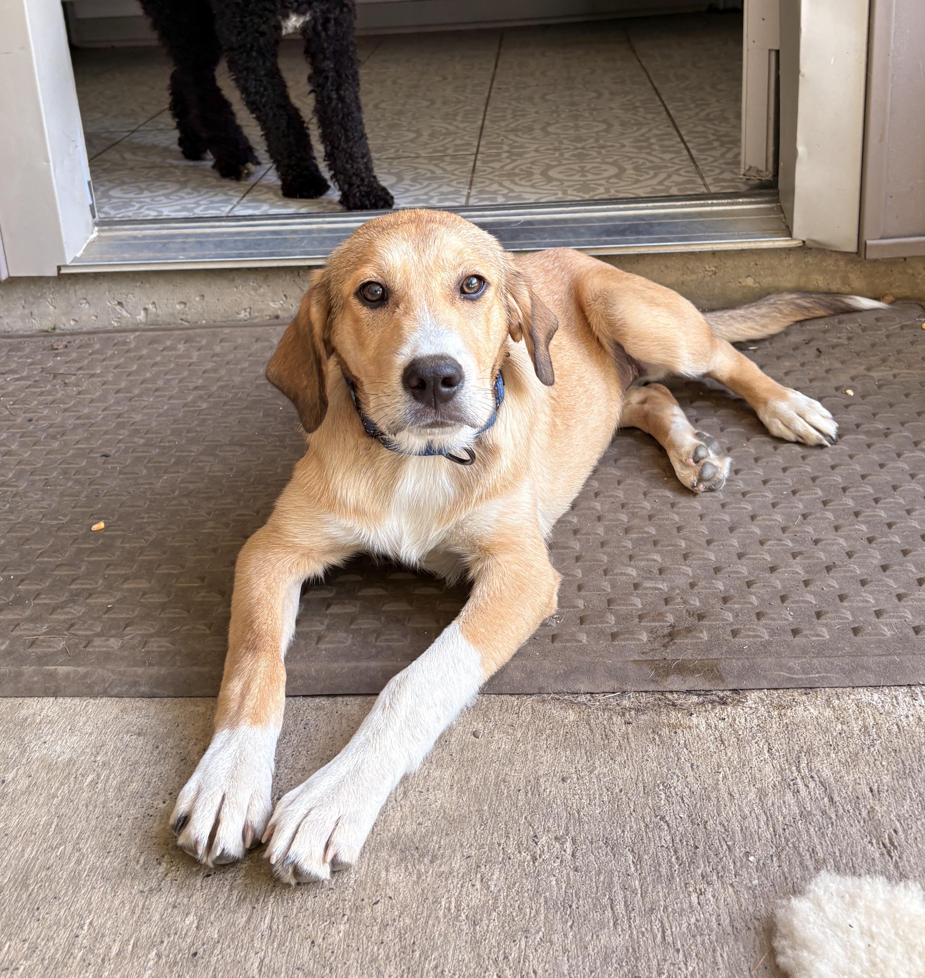 Enlarge Gus-ADOPTION PENDING, an adopted mixed breed in Mount Bethel, PA image 2/3