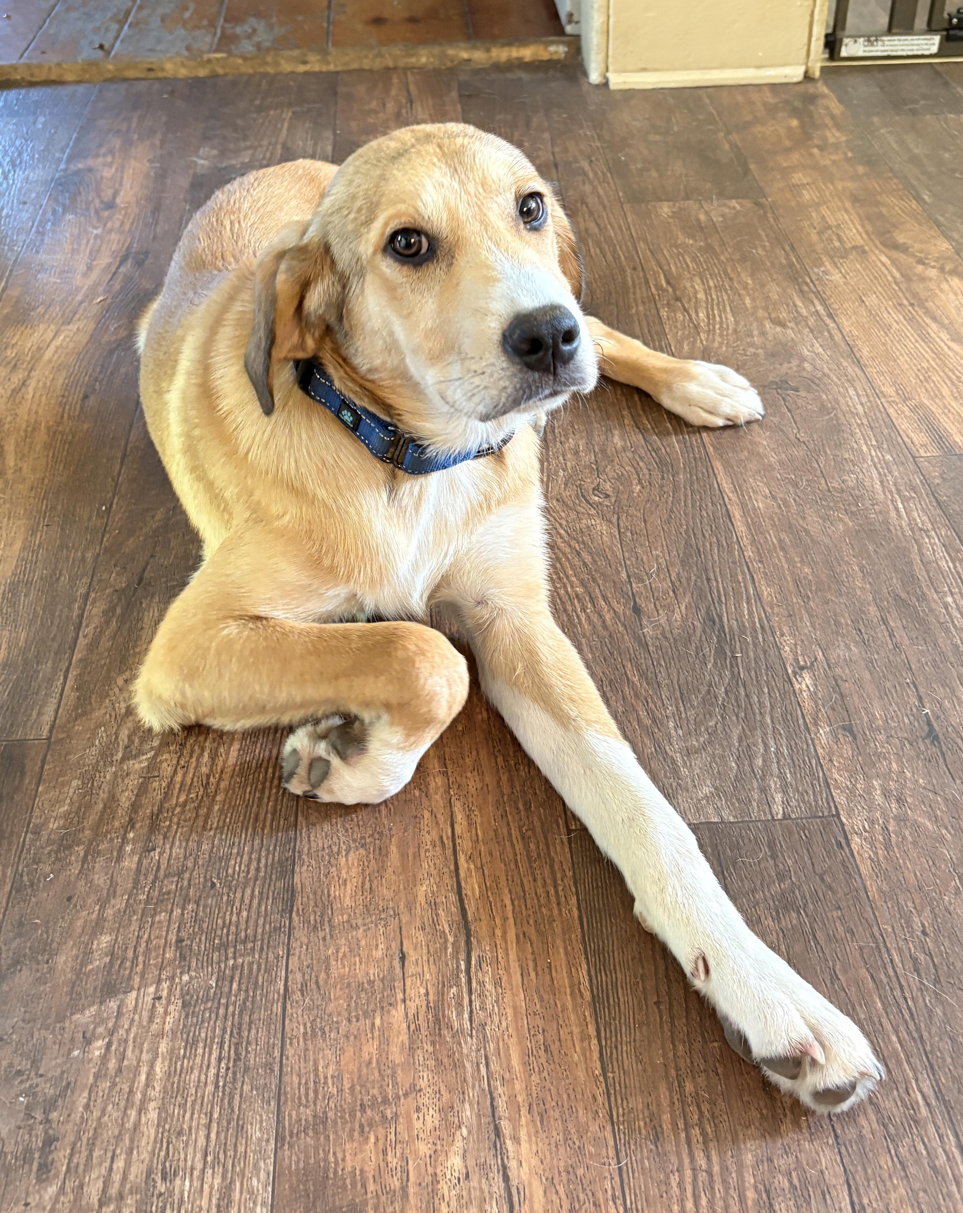 Enlarge Gus-ADOPTION PENDING, an adopted mixed breed in Mount Bethel, PA image 3/3