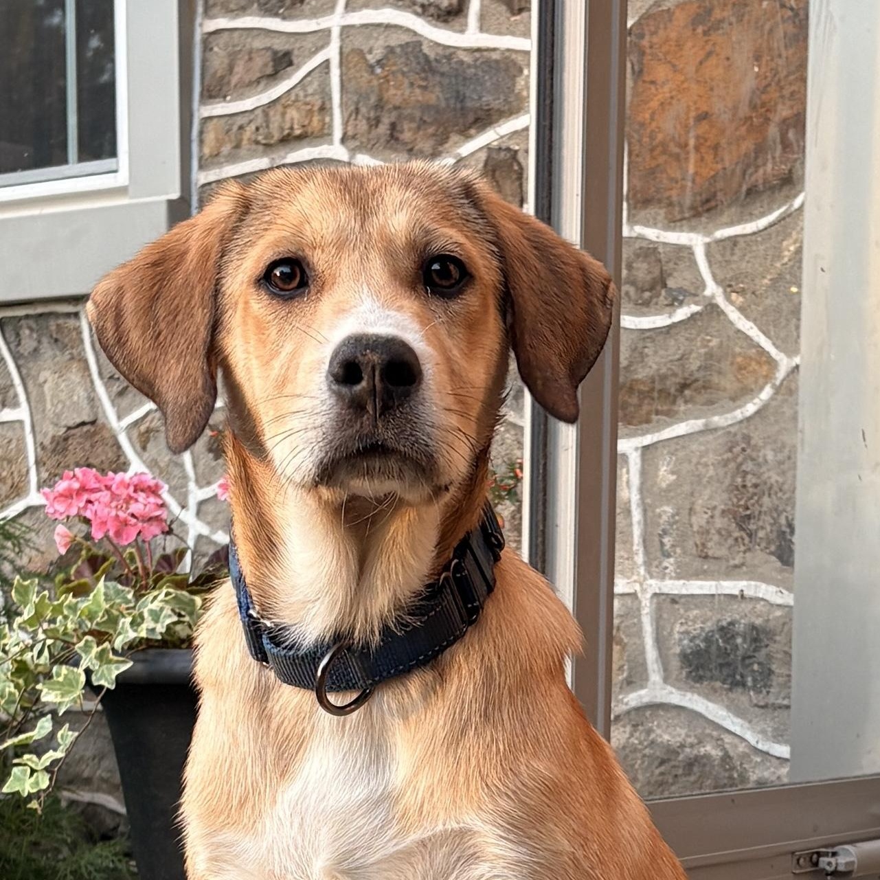 Enlarge Gus-ADOPTION PENDING, an adopted mixed breed in Mount Bethel, PA image 1/3