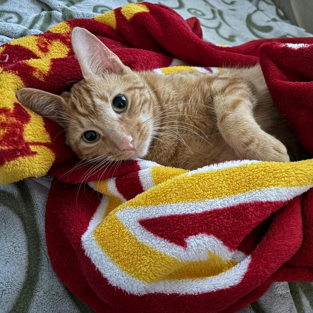 Dreamsicle, Adoptable, Young Male Domestic Short Hair.