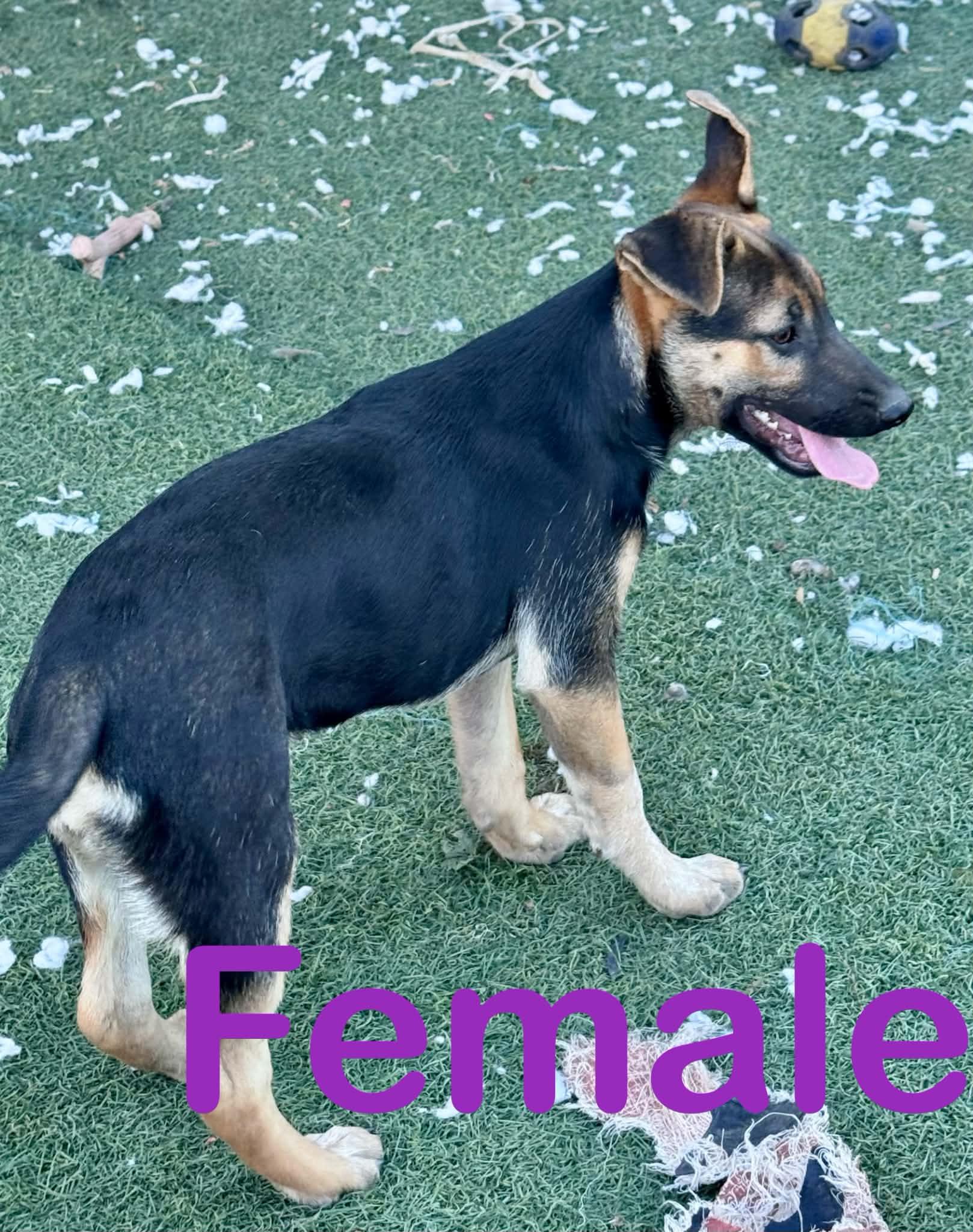 Enlarge Luka, a ADOPTABLE mixed breed in Bend, OR image 6/6