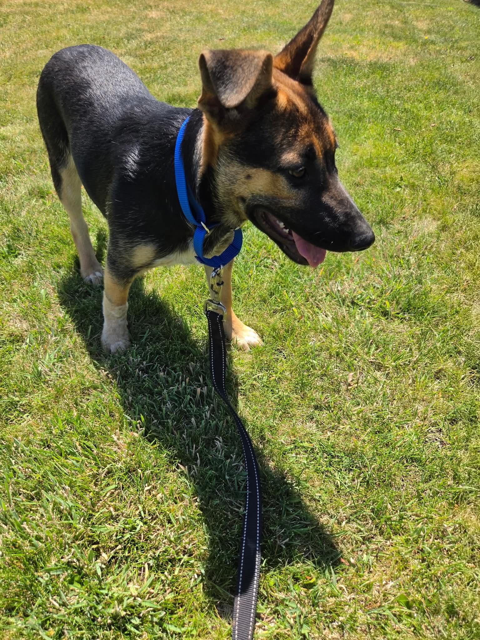 Enlarge Luka, a ADOPTABLE mixed breed in Bend, OR image 4/6