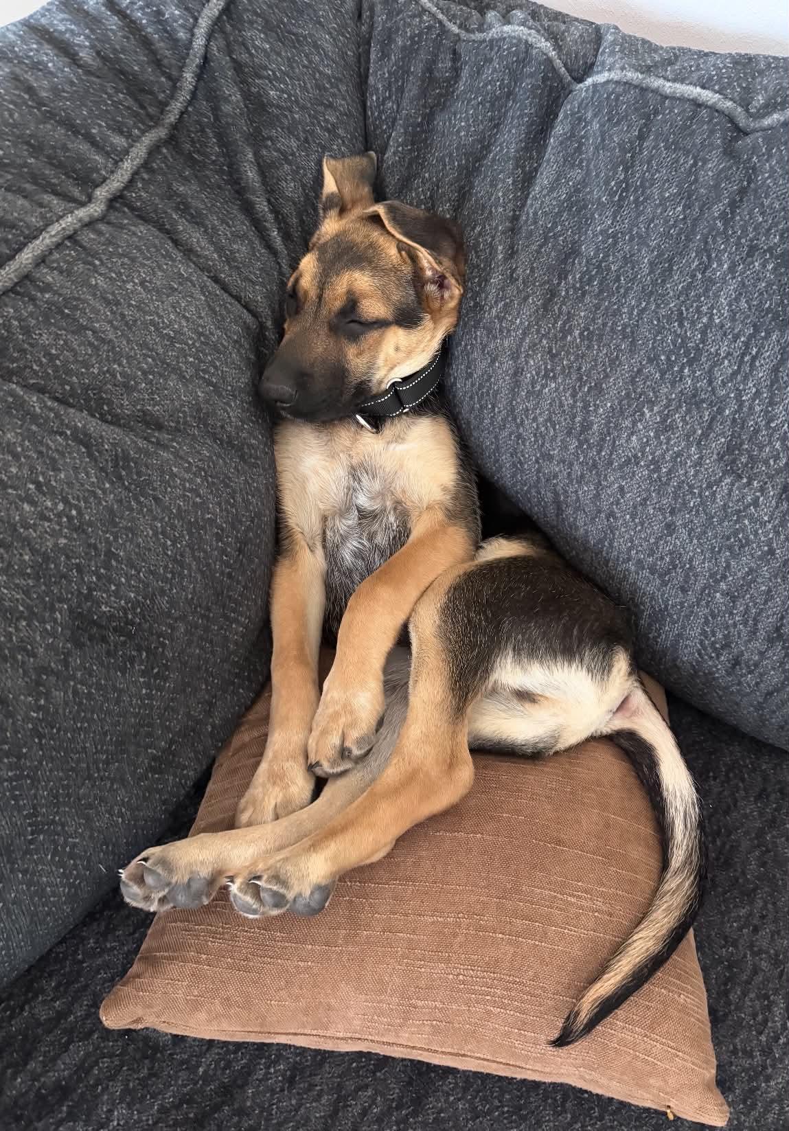 Luka, ADOPTABLE, Puppy Male German Shepherd Dog.
